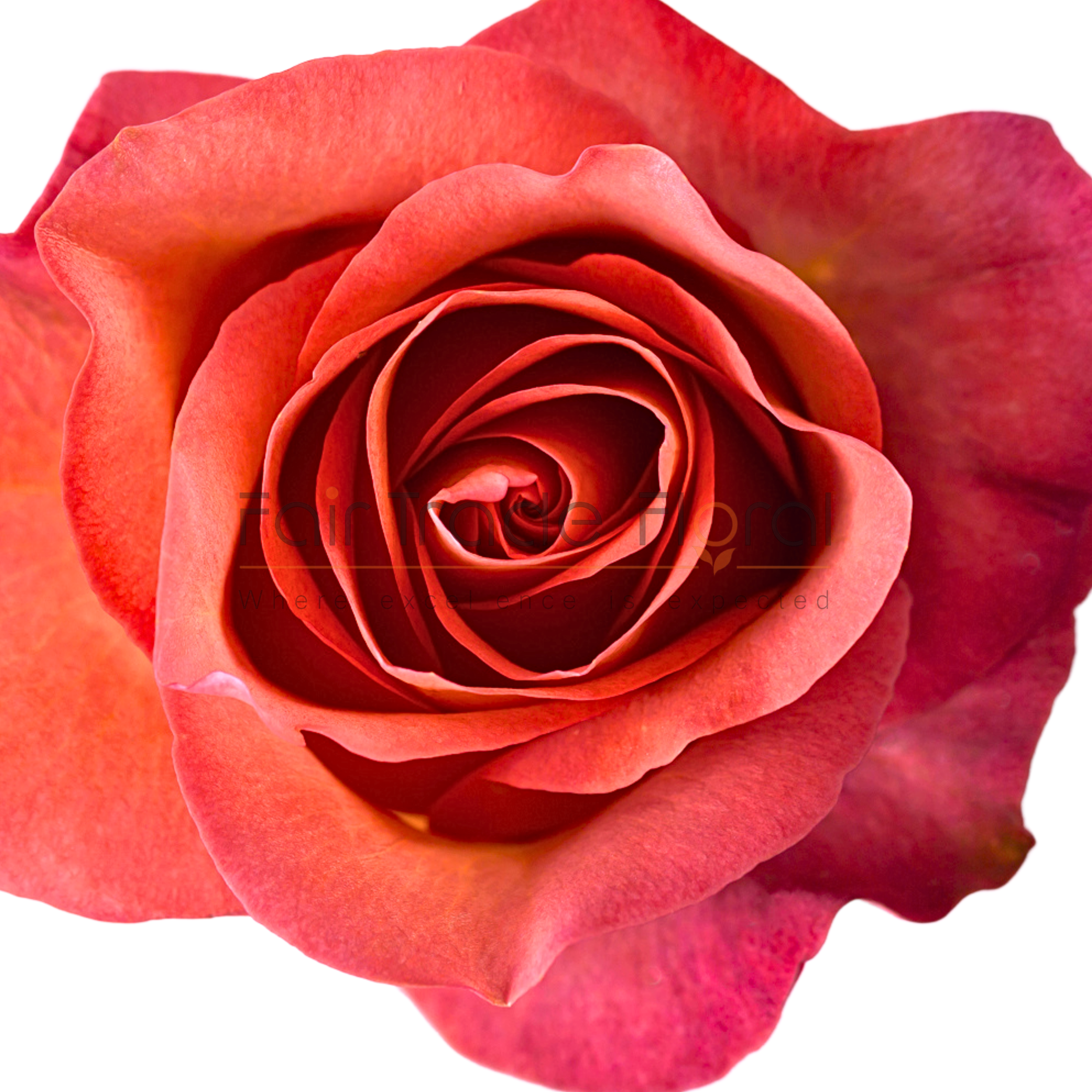 Rose様6枚 Gumball Goody™ Rose – GardenTap